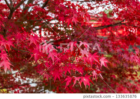 紅色的楓樹 紅色的楓樹 133635876