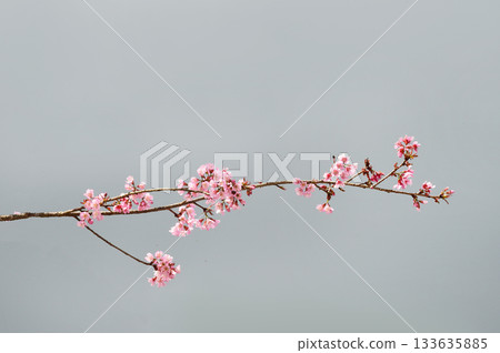 Phaya suae flower 133635885