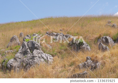 Akiyoshidai with dead grass in the spring of 2025 133635925