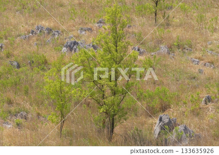 Akiyoshidai with dead grass in the spring of 2025 133635926