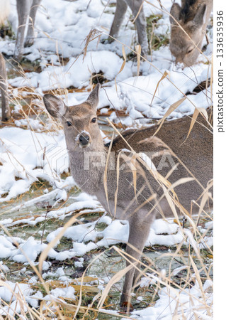 壯麗的冬季景色：蝦夷鹿 133635936