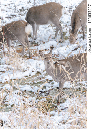 壯麗的冬季景色：蝦夷鹿 133635937