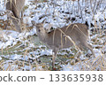 壯麗的冬季景色：蝦夷鹿 133635938