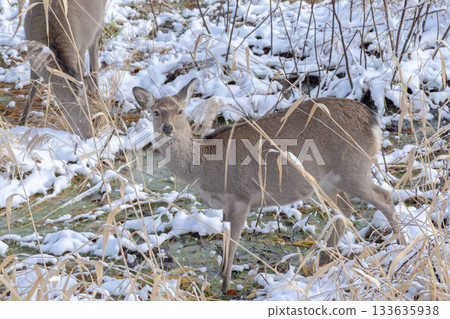 Spectacular winter scenery: Ezo deer Spectacular winter scenery: Ezo deer 133635938