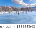 北海道壯麗的冬季景色：晴朗冬日的青池 133635943