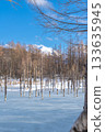 北海道壯麗的冬季景色：晴朗冬日的青池 133635945