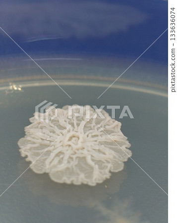 Colonies spreading along the flower stalk 133636074