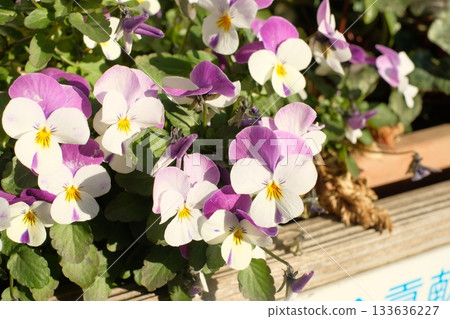 白色和紫色紫羅蘭 133636227
