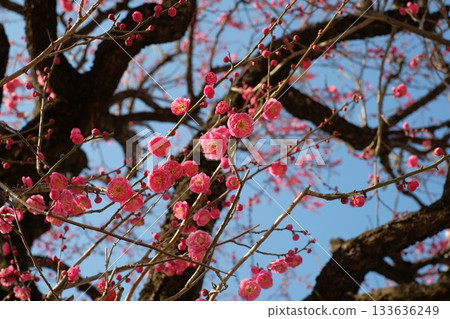 紅梅花盛開,映襯在藍天下 紅梅花盛開,映襯在藍天下 133636249