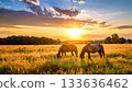 Two horses grazing in a bright green pasture at sunset, trees visible in the distance. A quiet rural landscape bathed in warm golden light. An ideal place for nature and animal lovers. 133636462
