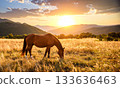 Brown horse grazing in a field with mountains on the background of the sun 133636463