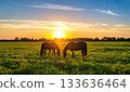 A pair of horses grazing in a field against the backdrop of a sunset and a blue sky with clouds 133636464