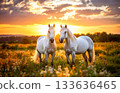 Two white horses are standing in a meadow, sunset. 133636465