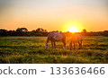 Two horses grazing peacefully in a meadow, with the sunset in the background 133636466
