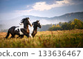 Two horses, black and piebald, gallop across a green field against the backdrop of mountains 133636467