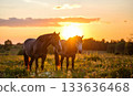 A pair of dark horses are standing in a meadow. Sky with clouds. Sunset. 133636468