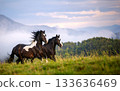 Two horses, black and piebald, gallop across a green field against the backdrop of mountains 133636469
