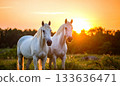 Two horses close-up standing in the rays of the sunset 133636471
