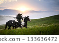 Two horses galloping across a green field. The sun is on the horizon. 133636472