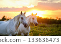 A pair of white horses close-up, at sunset 133636473