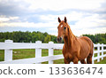 Brown horse close-up against white fence, greenery, clouds 133636474