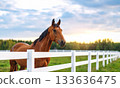 Brown horse with mane behind white fence on background of trees and clouds 133636475