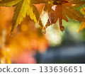 Drops of autumn leaves sparkling in the light 133636651