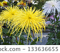 Large chrysanthemums shining in the sunlight 133636655