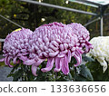 Large, gorgeous chrysanthemums 133636656