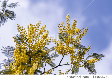 含羞草和藍天在盛開 133636759