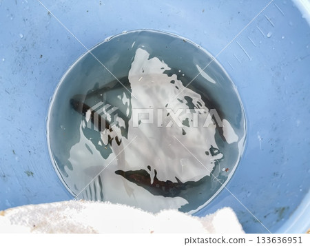 Ayu, a mountain stream fish. Several caught ayu fish placed in a bucket. Ayu, a mountain stream fish. Several caught ayu fish placed in a bucket. 133636951