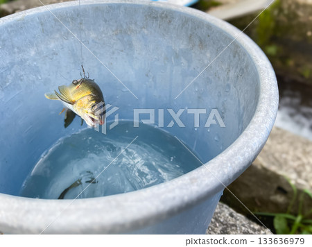 香魚，一種山澗魚。用魚竿釣到香魚，然後放進桶子裡。 133636979
