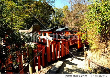 Kyoto Prefecture, Fushimi Inari Taisha Shrine, Senbon Torii (near the Neagari no Matsu), Fukakusa Yabunouchicho, Fushimi Ward, Kyoto City, February 2022, Kyoto Prefecture 133636987