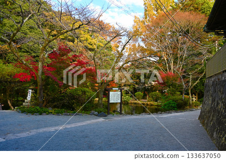 Fujisan Hongu Sengen Taisha Shrine, Wakutama Pond, Autumn leaves, Fujinomiya City 133637050