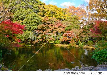 Fujisan Hongu Sengen Taisha Shrine, Wakutama Pond, Autumn leaves, Fujinomiya City 133637052