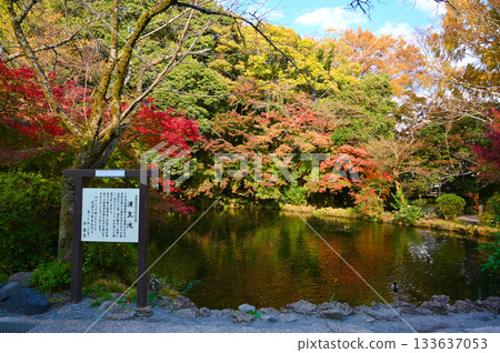 Fujisan Hongu Sengen Taisha Shrine, Wakutama Pond, Autumn leaves, Fujinomiya City 133637053