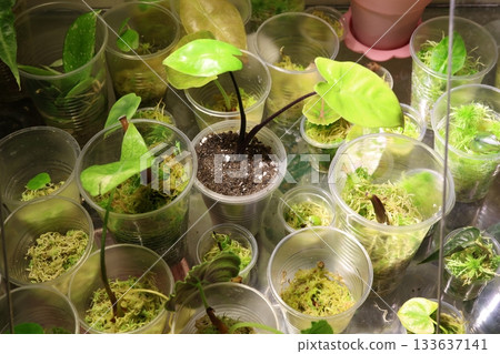 Moss study containers, Exploration of moss in clear jars 133637141