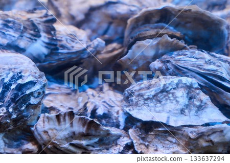 Textured oyster shells featuring coastal patina details 133637294
