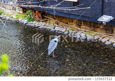 Gion Streetscape, Kyoto City 133637312