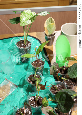 Cultivating patterned philodendron indoors with distinctive foliage 133637399