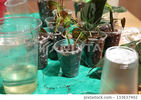 Postpropagation scene showing textured mixture and delicate care 133637402