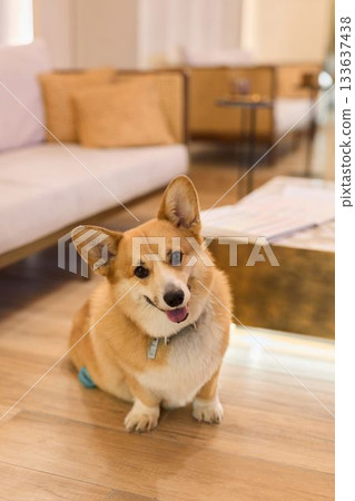 gentle corgi depicted sitting quietly on floor with caring demeanor ideal for wellbeing themes 133637438