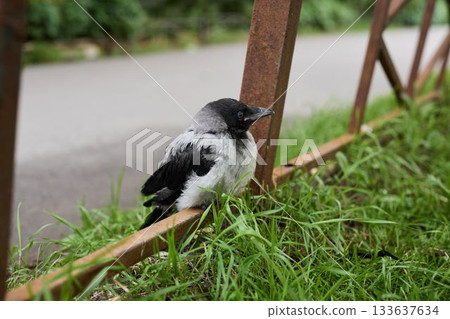 Crow observes surroundings, Bird scans backyard attentively Crow observes surroundings, Bird scans backyard attentively 133637634