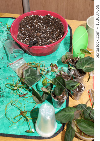 Fresh soil and cuttings organized on mat for indoor gardening beginners 133637659