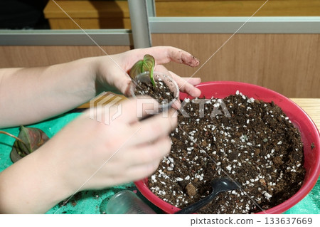 Arrangement of transparent cups housing growing botanical cuttings Arrangement of transparent cups housing growing botanical cuttings 133637669