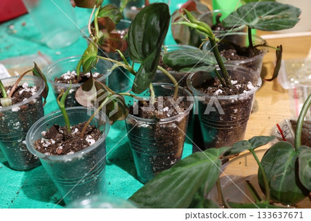 Plant propagation scene, Indoor philodendron propagation with moss 133637671