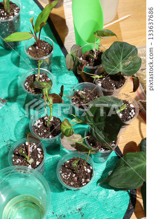 organized lineup of labeled propagation cups and cuttings 133637686