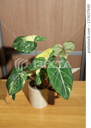 Closeup of patterned anthurium leaves on wooden surface Closeup of patterned anthurium leaves on wooden surface 133637690