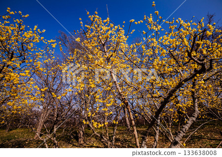 Flowers that bloom modestly and gracefully, enduring the cold of winter and welcoming the warm spring 133638008