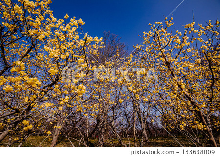 Flowers that bloom modestly and gracefully, enduring the cold of winter and welcoming the warm spring 133638009